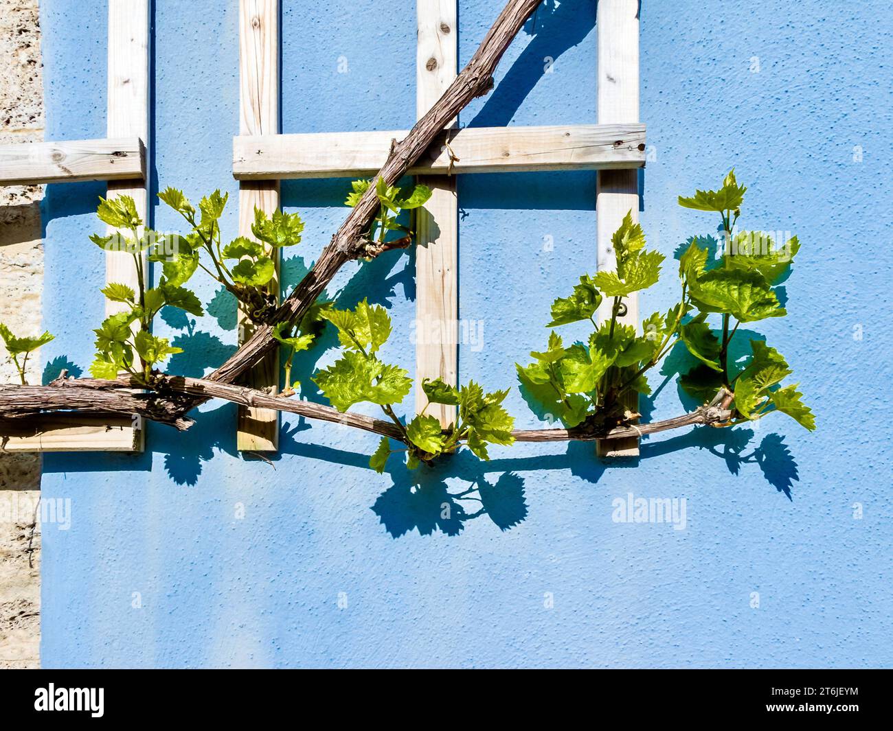 Climbing vine plant with fresh green leaves and its shadow against a light blue stone wall in spring. Stock Photo