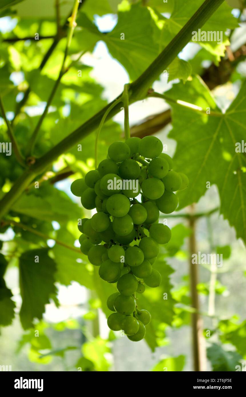 Close-up of green vine plant with clusters of unripe green grapes in summer in Sweden. Stock Photo