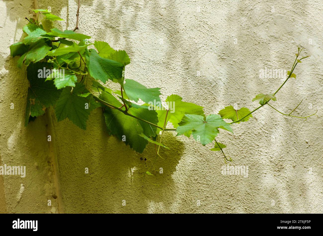 Green vine plant with branches climbing on a building with stone walls on the island Malta in spring. Stock Photo