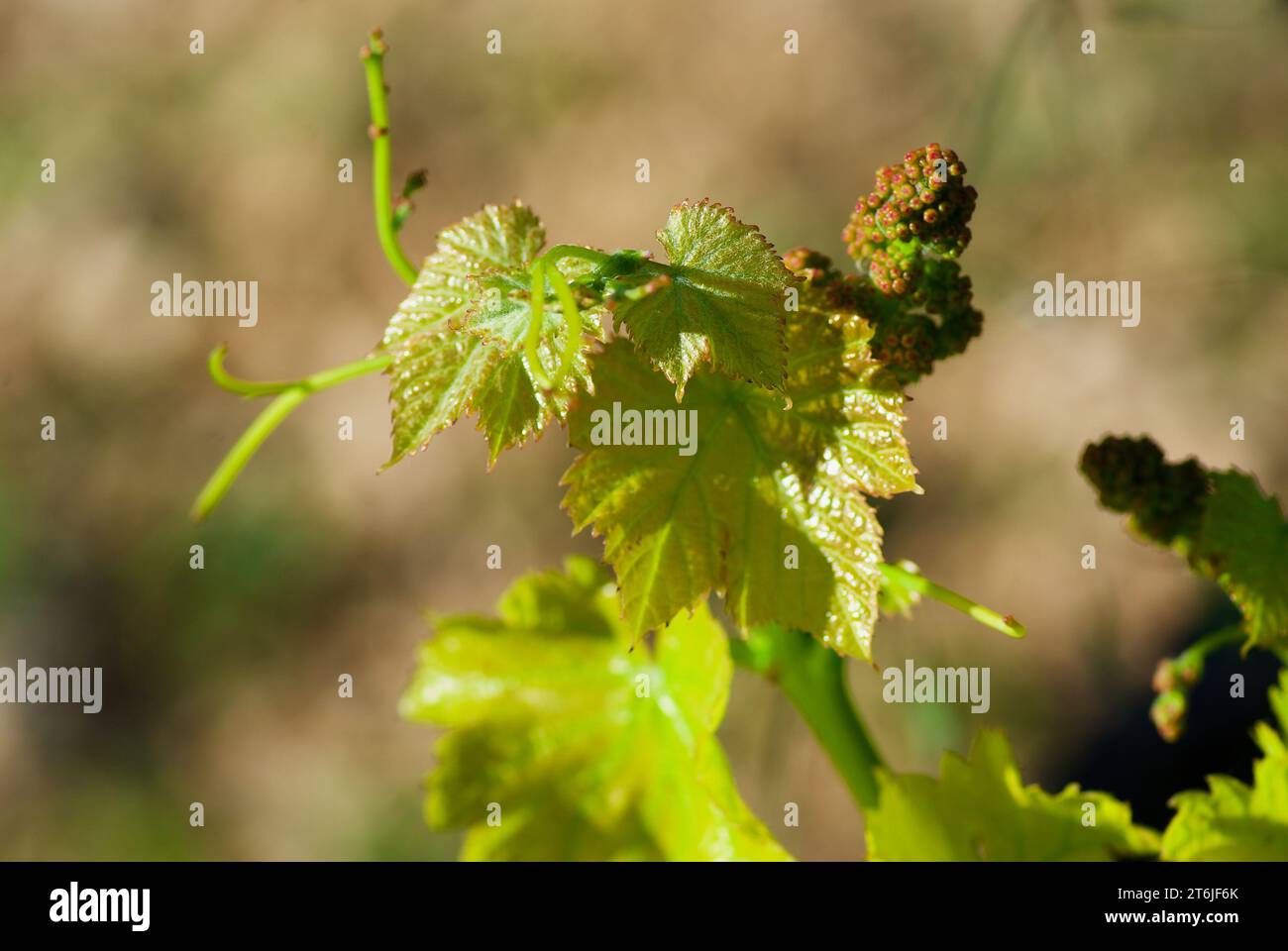 Vine plant with fresh green leaves and a small bunch of unripe berries on a vineyard in summer in France. Stock Photo