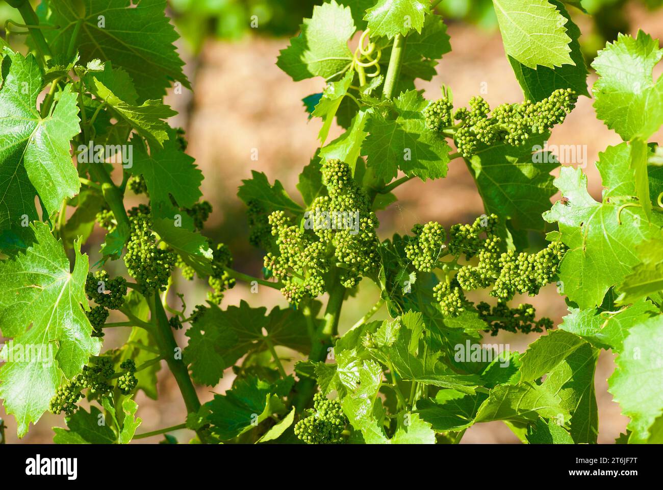Vine plant with fresh green leaves and bunches of small unripe berries on a vineyard in summer in France. Stock Photo