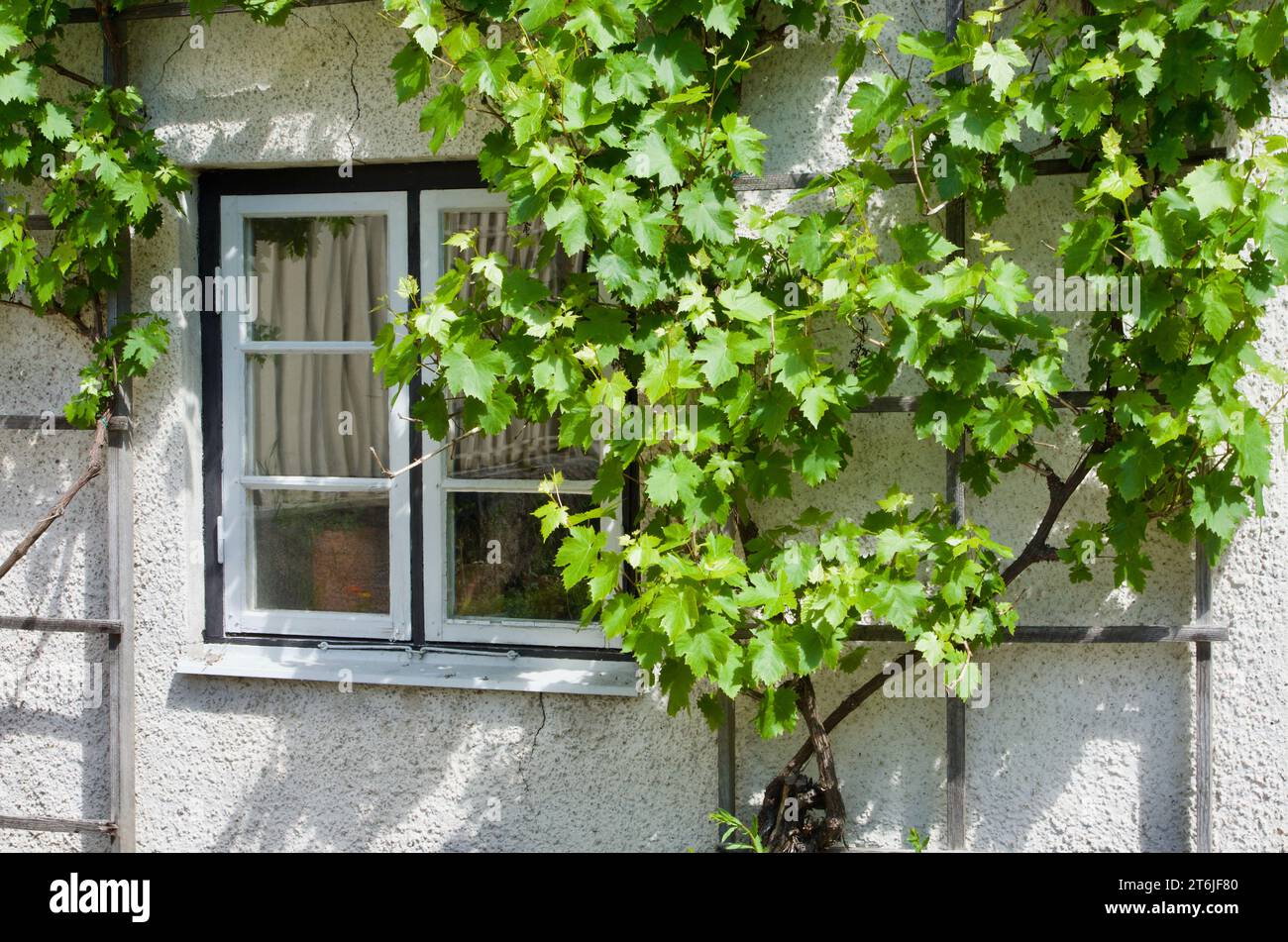 Green vine plants climbing around a sash window on a stone building in Sweden in summer. Stock Photo