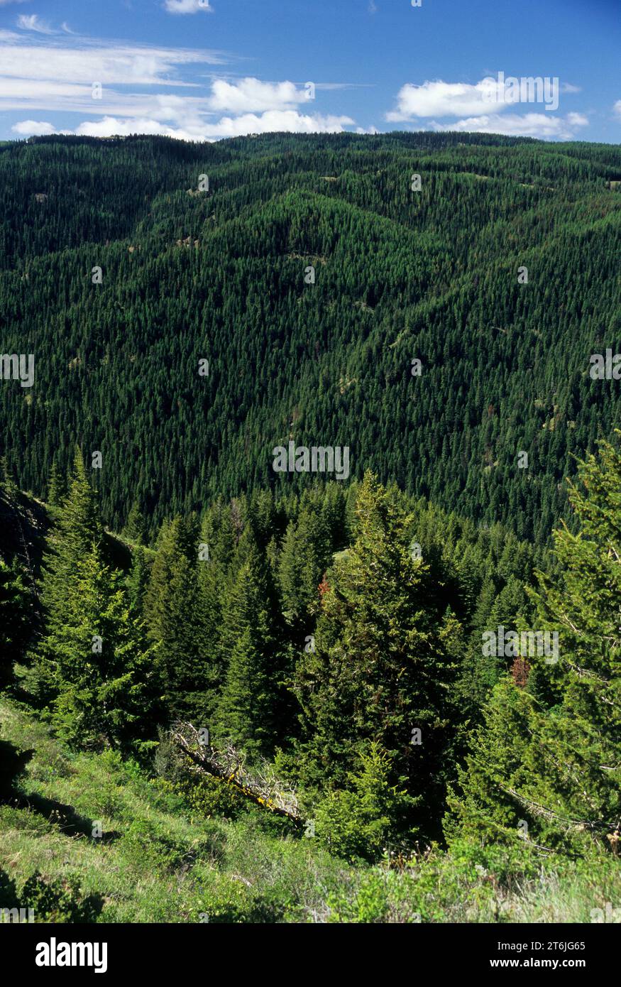 Sunset Point view, Umatilla National Forest, Washington Stock Photo Alamy