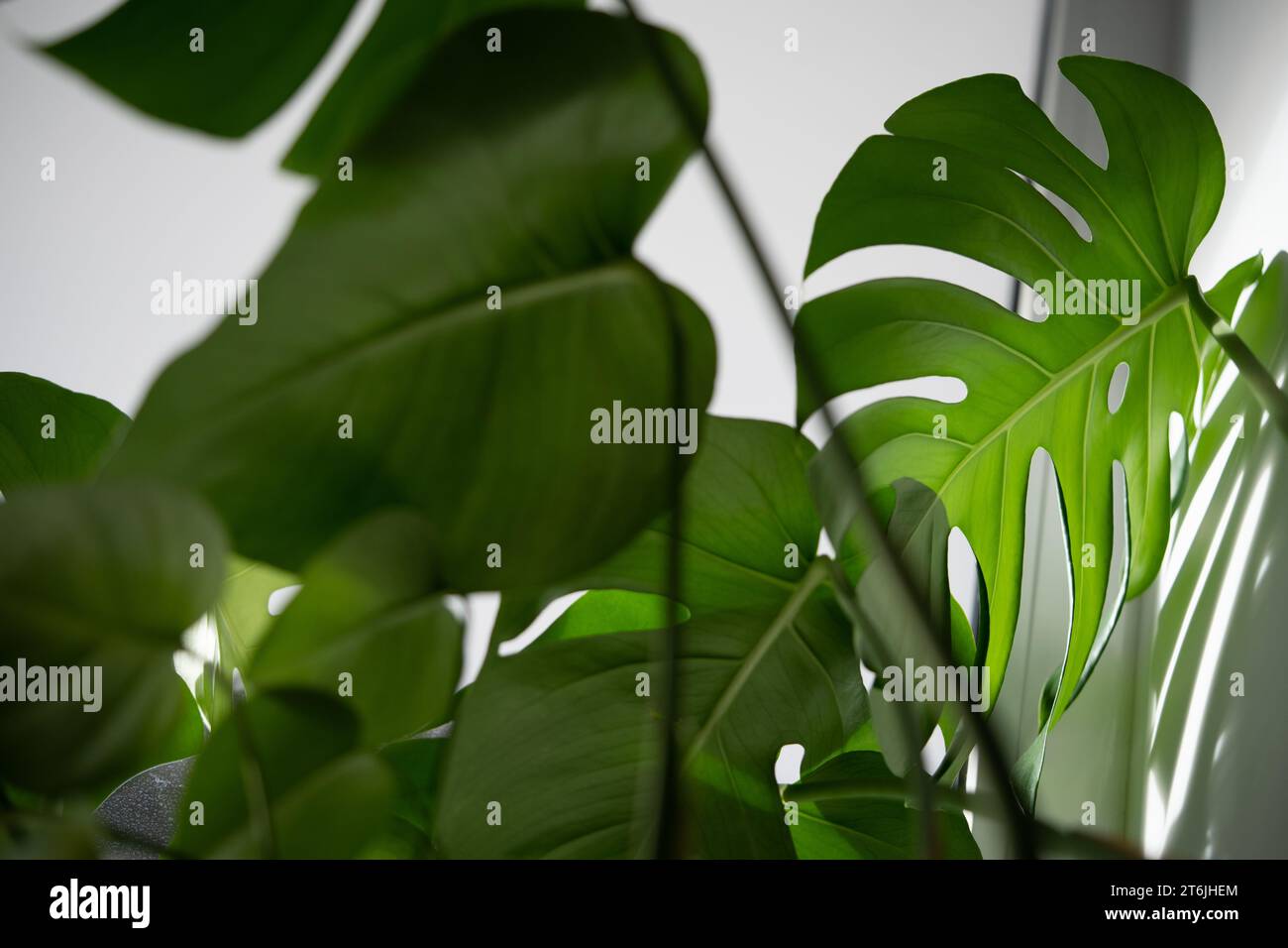 Glossy perforated leaf of exotic tropical houseplant Monstera with shadow  falling in light on wall Stock Photo - Alamy