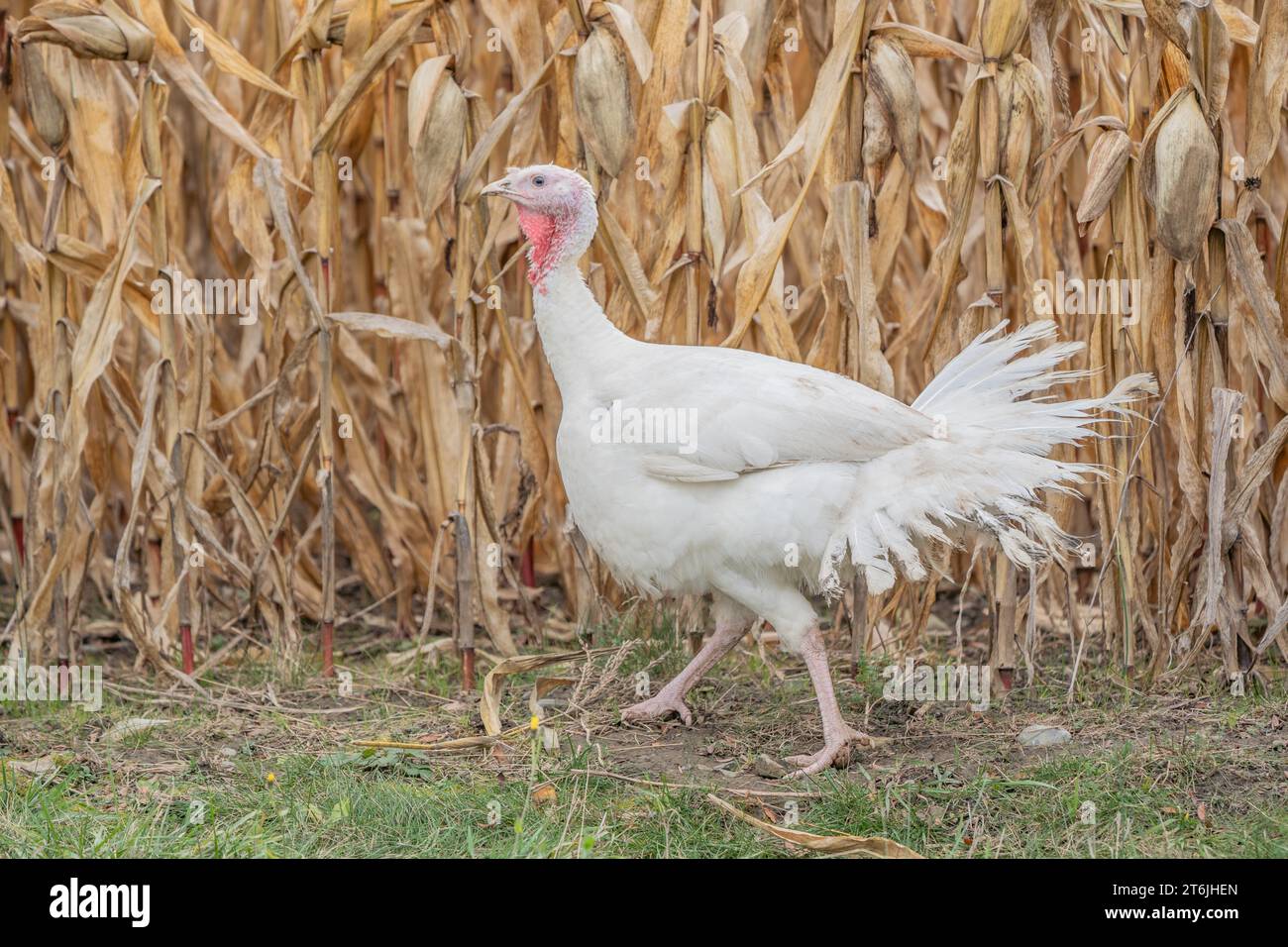 Live turkey walks along corn field on farm. Stock Photo