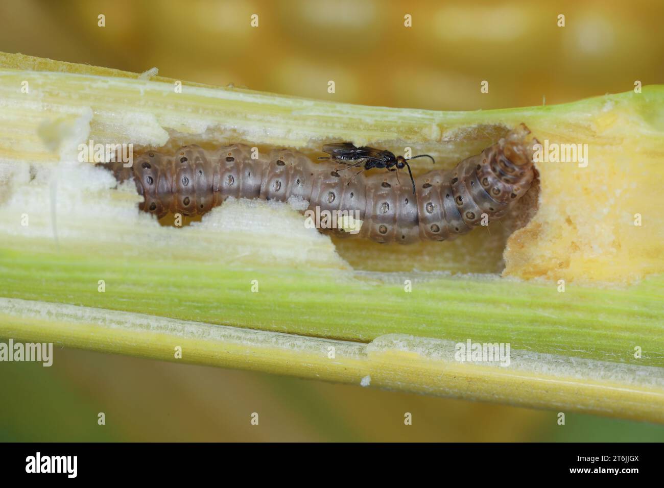 Minute wasp of the family Braconidae, parasitoid of caterpillar of The ...