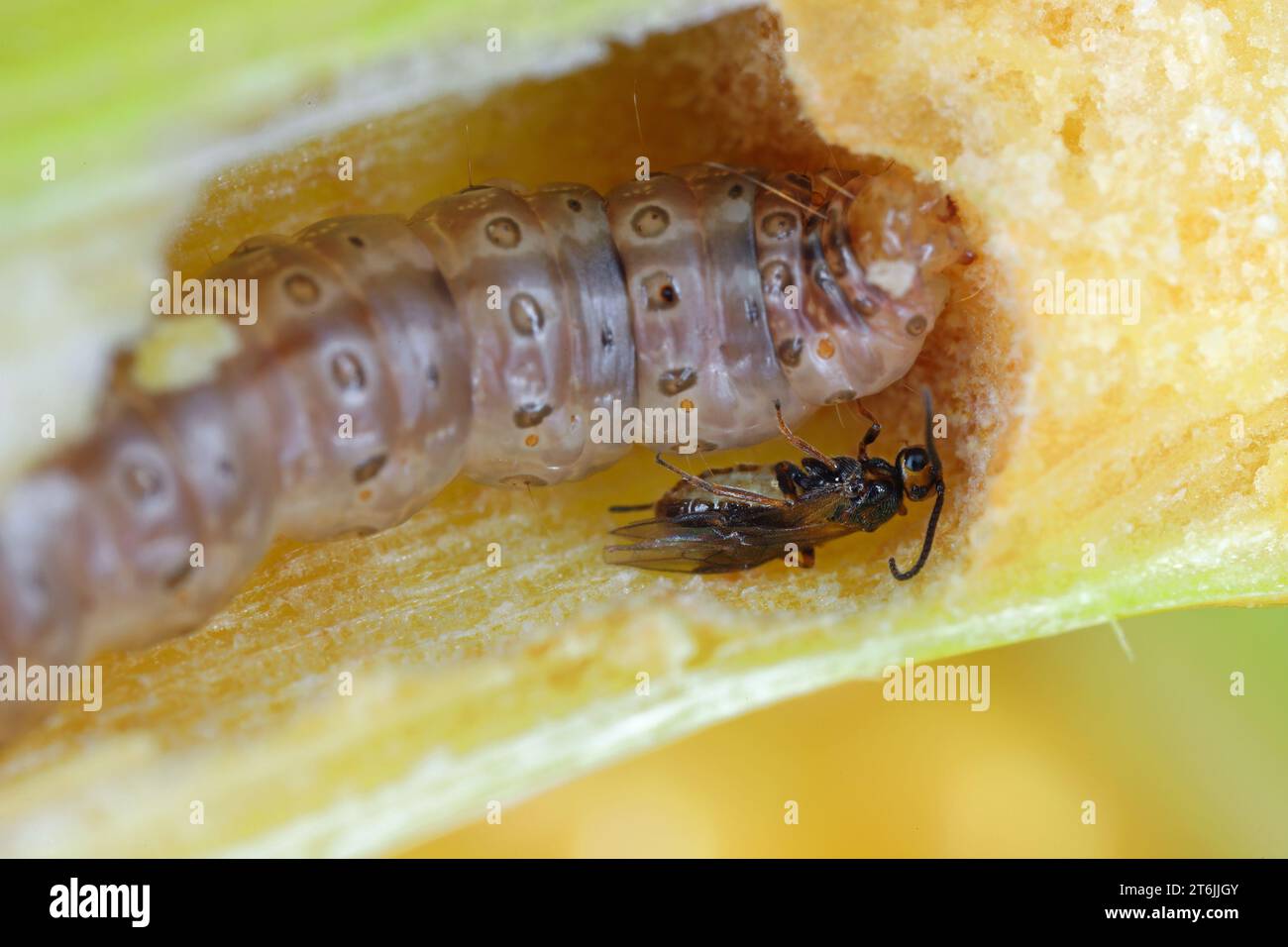 Minute wasp of the family Braconidae, parasitoid of caterpillar of The ...