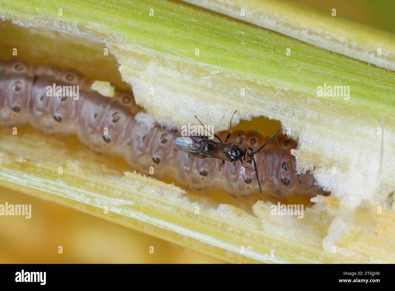 Minute wasp of the family Braconidae, parasitoid of caterpillar of The ...