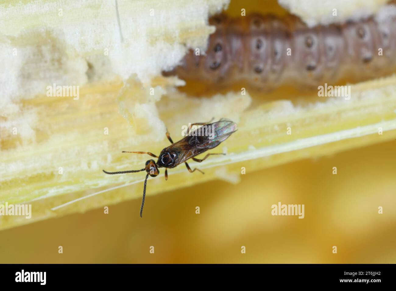 Minute wasp of the family Braconidae, parasitoid of caterpillar of The ...