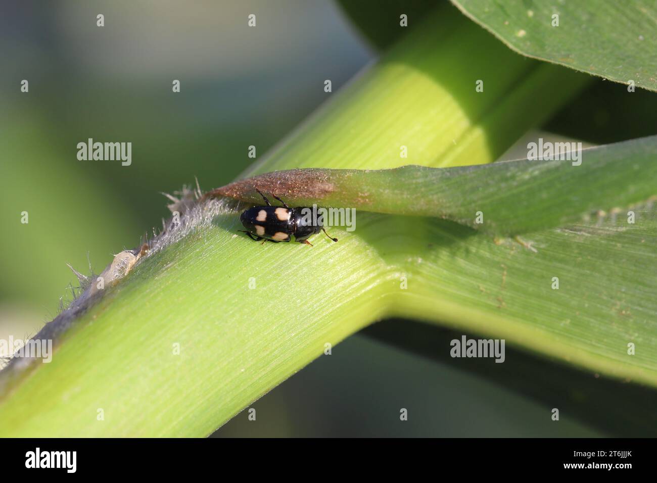 Four spotted Sap Beetle, latin name is Glischrochilus quadrisignatus (Nitidulidae) corn cob and grains damage pest. Stock Photo