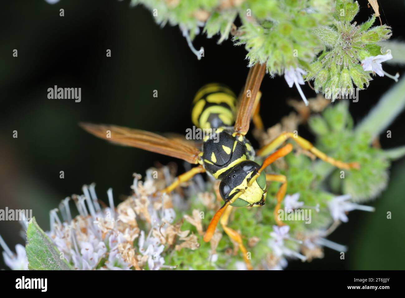Paper wasp on plant. Polistes dominula. Stock Photo