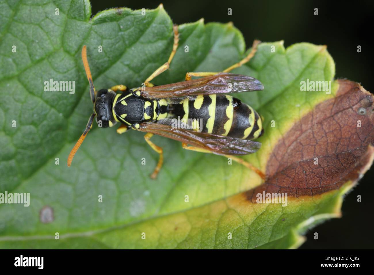 Paper wasp on plant. Polistes dominula. Stock Photo