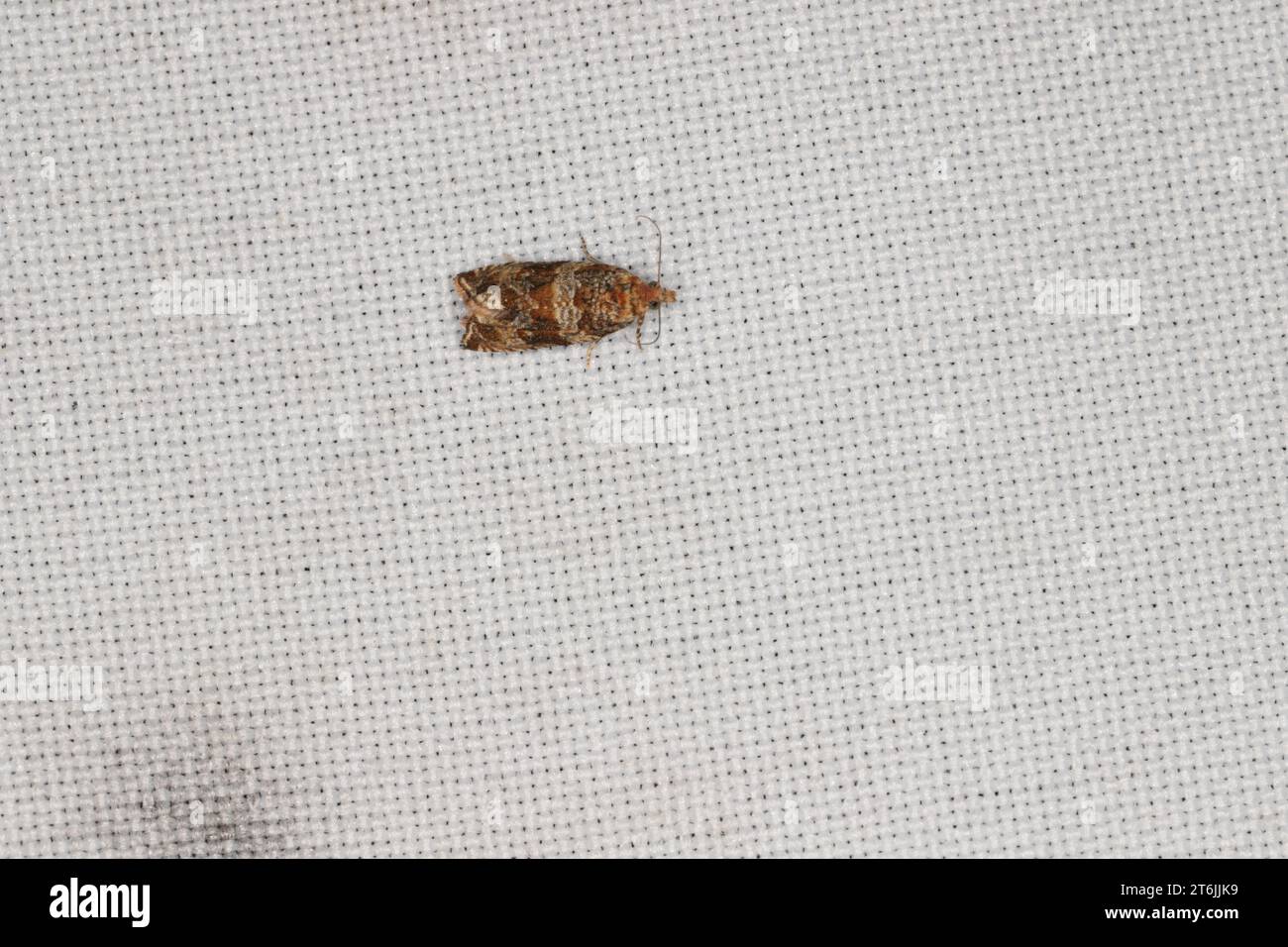 A tiny moth from the Tortricidae family on the window curtain flew into the house attracted by the light. Stock Photo