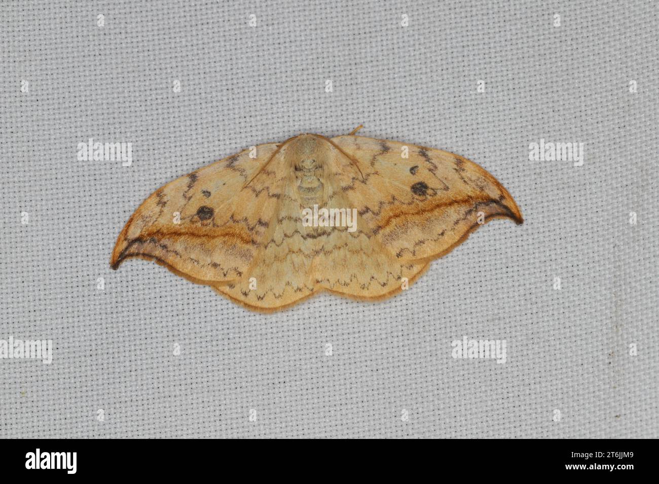 Drepana falcataria, the pebble hook-tip, is a moth of the family Drepanidae. The larvae feed usually on birch (Betula), but sometimes on alder (Alnus Stock Photo