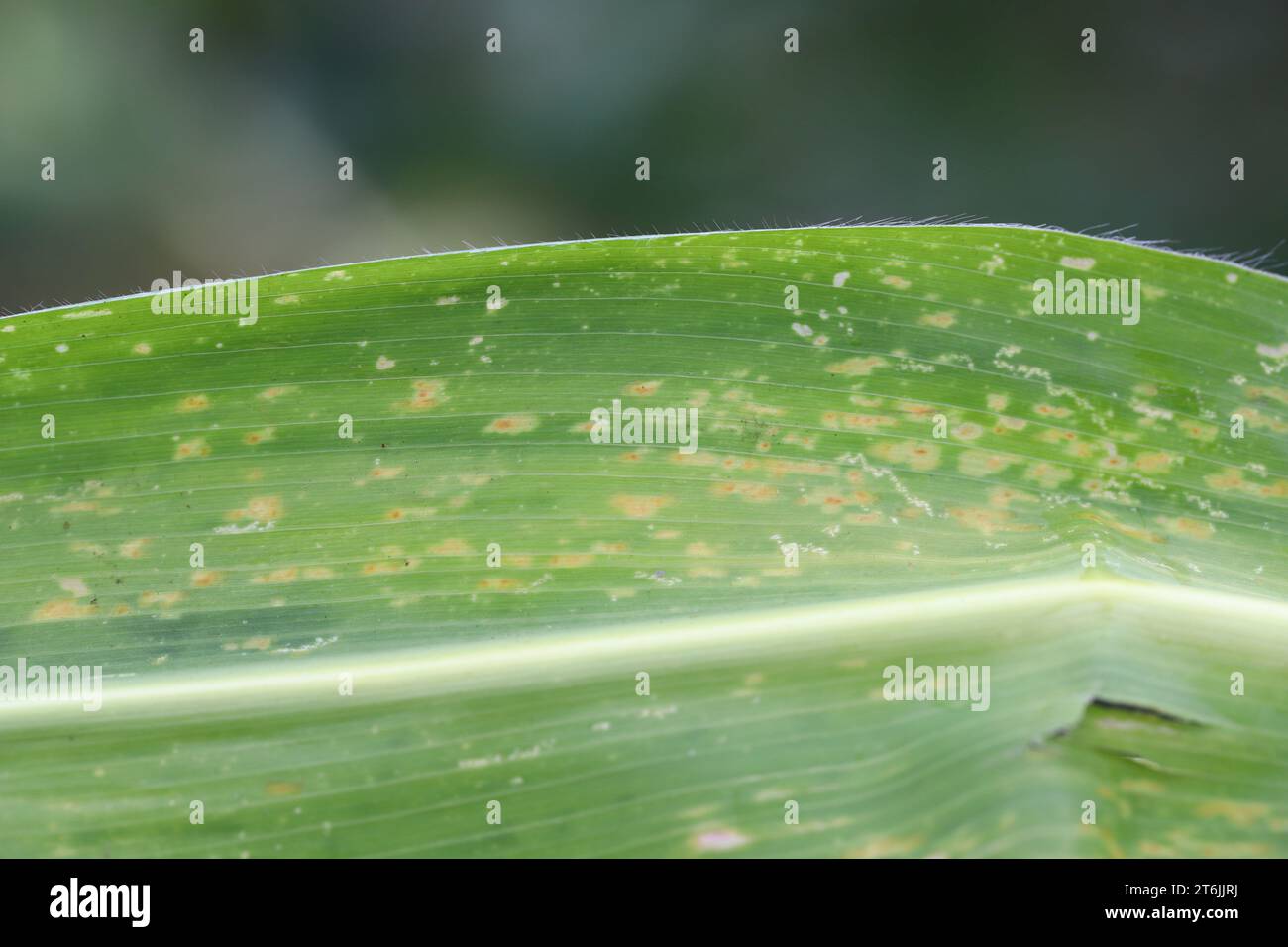 Orange corn rust fungus, Puccinia sorghi, on leaf of cornstalk. Fungus control, plant disease and yield loss maize. Stock Photo