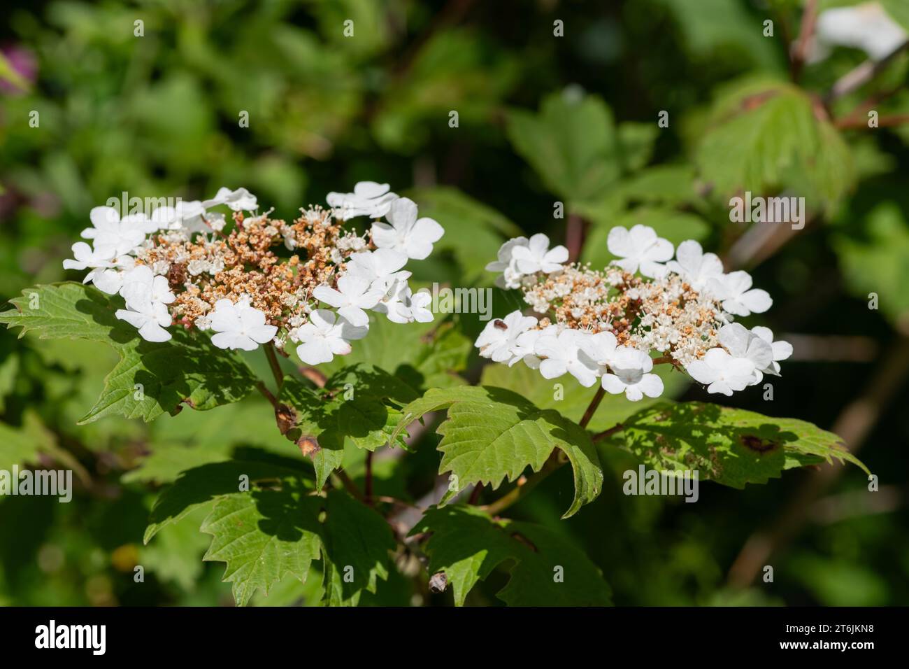 Close up of cranberry bush viburnum (viburnum trilobum) flowers in bloom Stock Photo