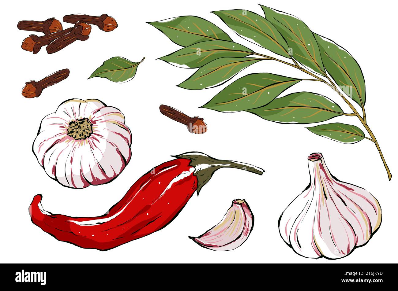 Set of herbs and spices. Hand drawn food illustration in sketch style. Illustration of aromatic plants for recipe, packaging, logo. Stock Photo