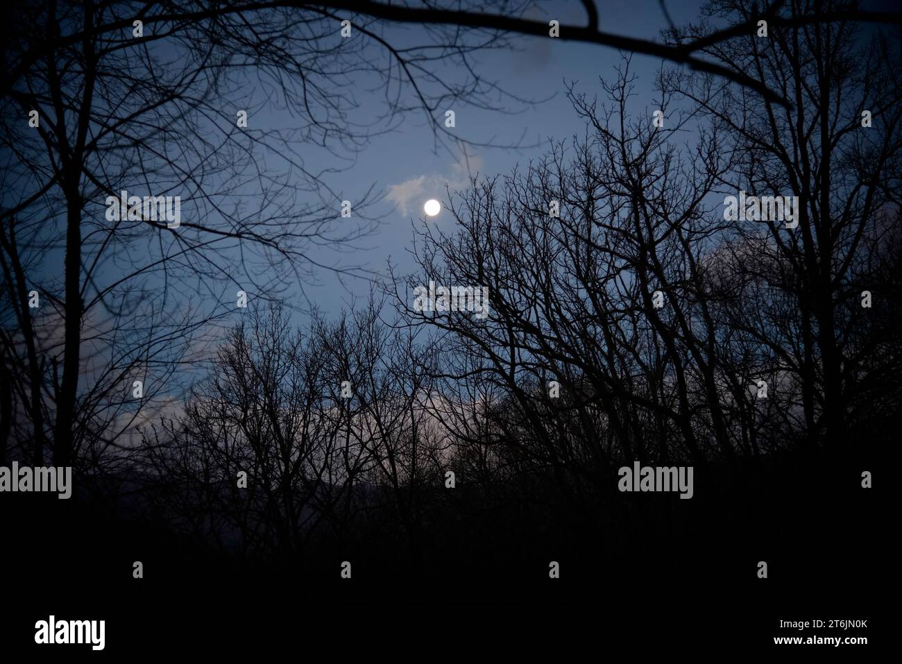 Halloween themed, night sky with moon glow on silhouette forest Stock Photo