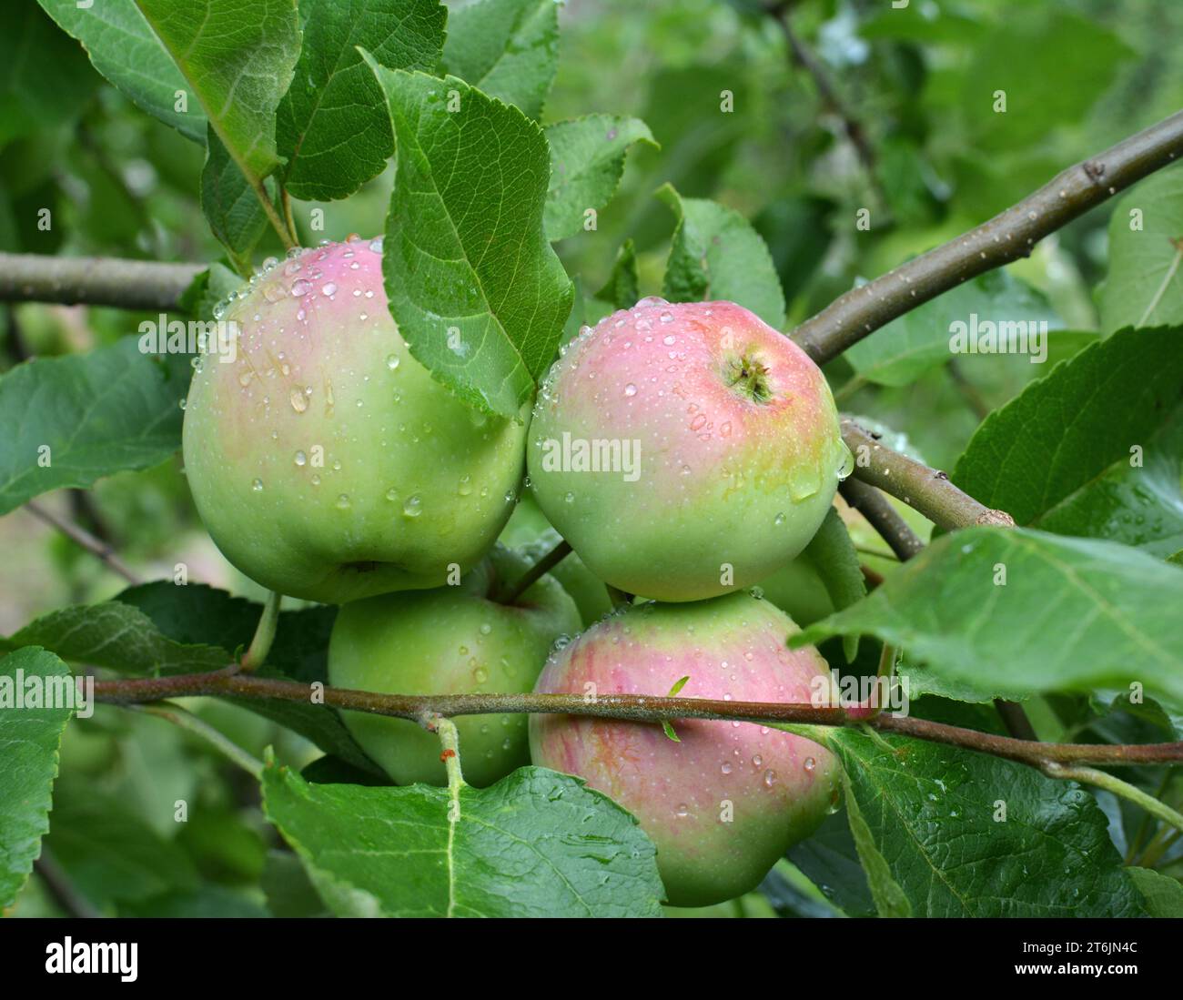 In the orchard, apples ripen on the tree branch Stock Photo