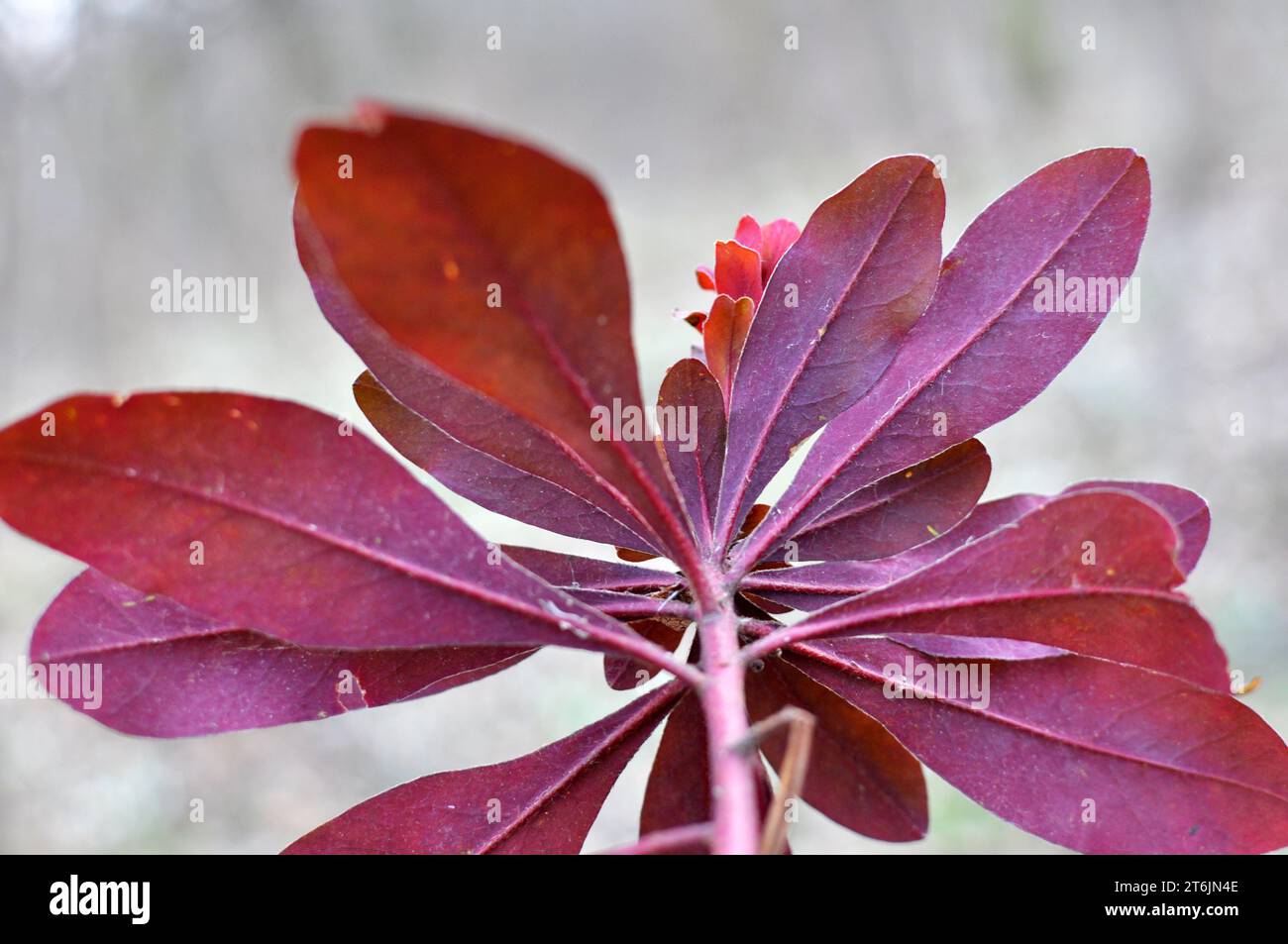 In the spring in the forest in the wild grows milkweed (Euphorbia amygdaloides) Stock Photo