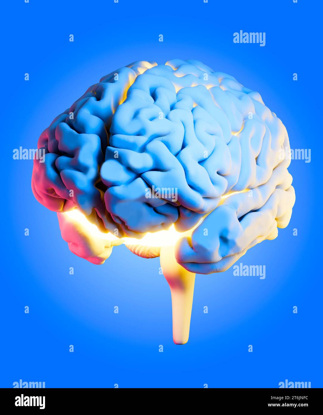 Neurology, philosophy: connections, the development of thought and reflection, the infinite possibilities of the brain and mind. Human anatomy Stock Photo