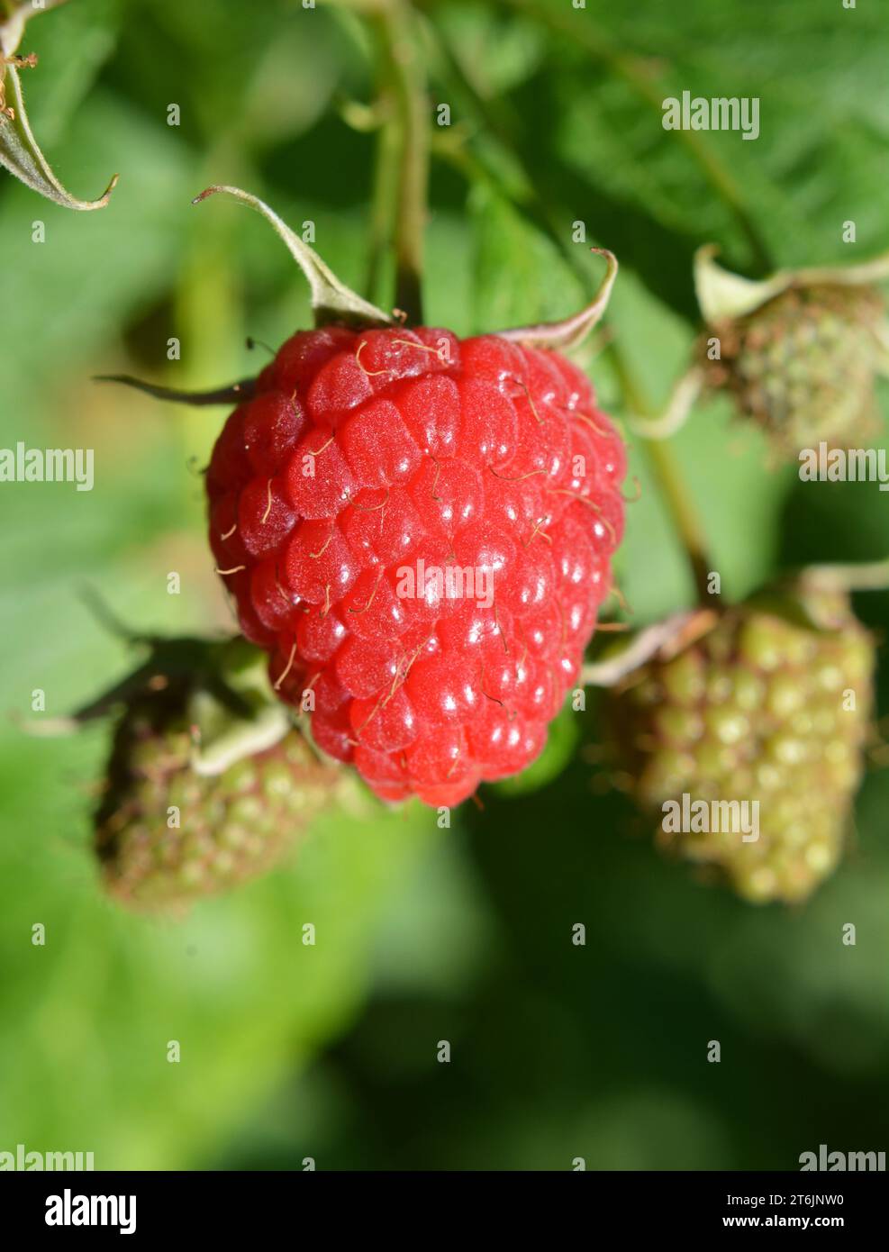 Grey Raspberry Fruit Fruits of raspberry and green leaves on a bush branch Stock Photo - Alamy