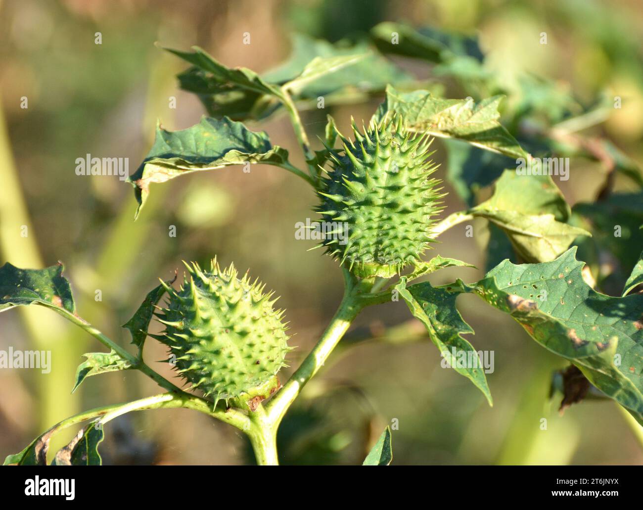 In the wild grows a poisonous and medicinal plant - Datura stramonium Stock Photo