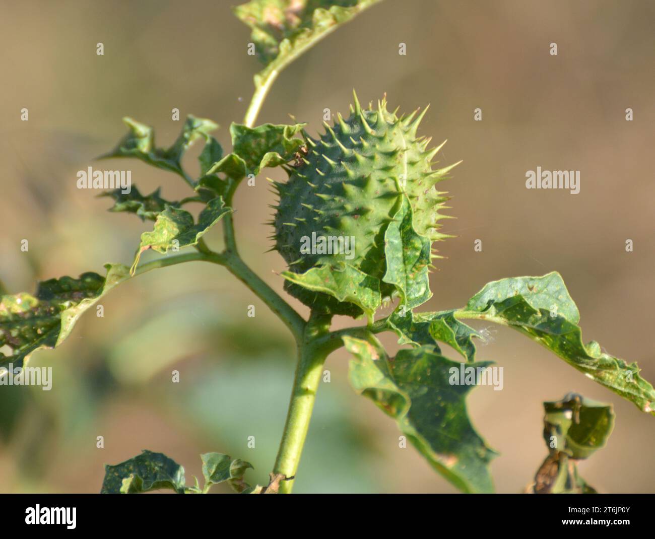 In the wild grows a poisonous and medicinal plant - Datura stramonium Stock Photo