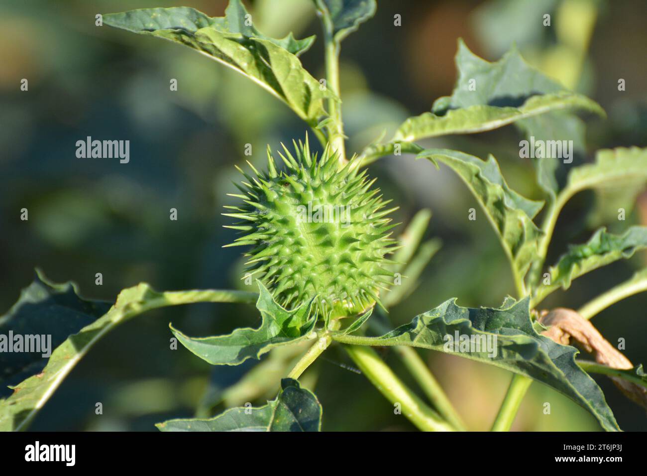 In the wild grows a poisonous and medicinal plant - Datura stramonium Stock Photo