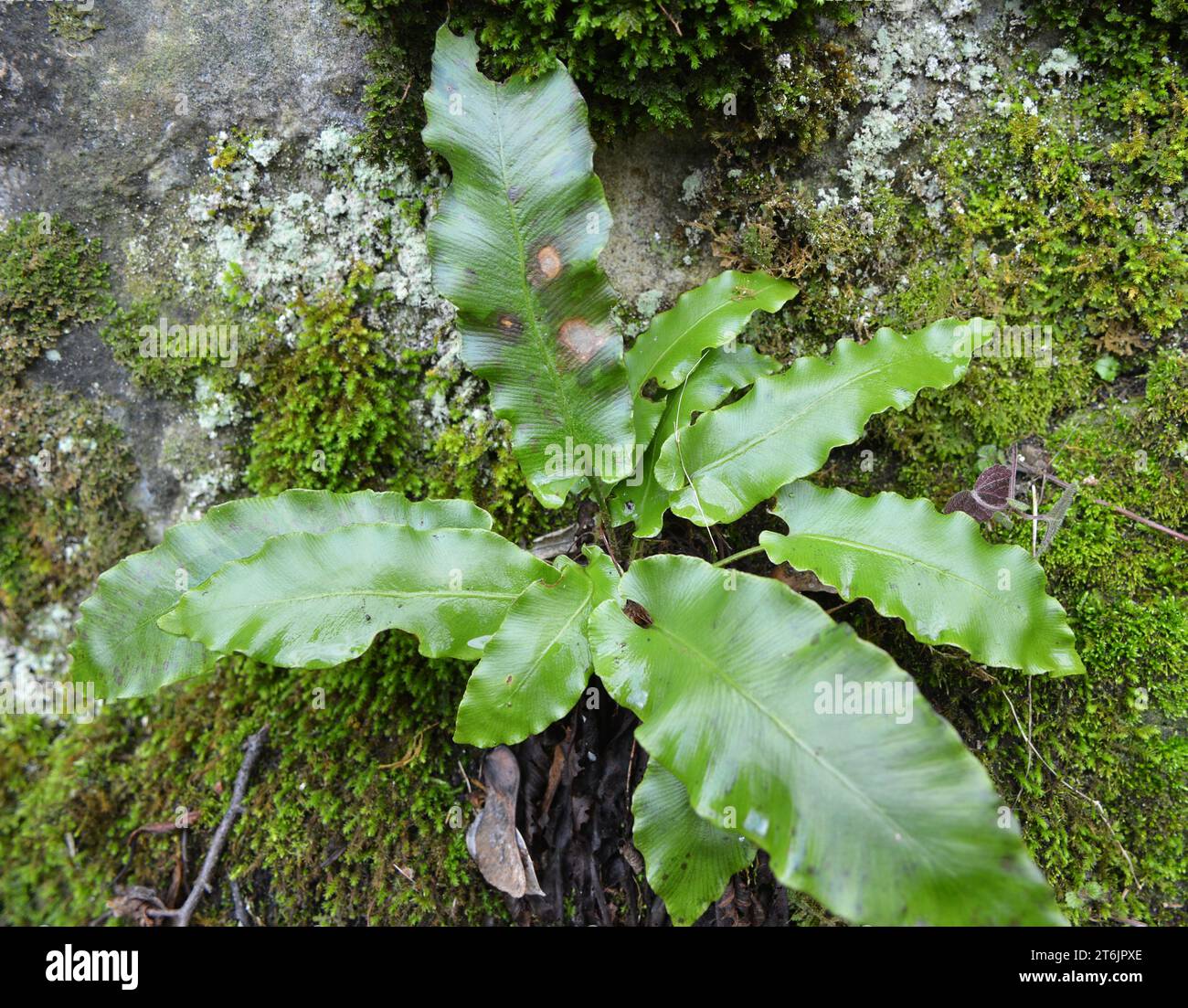 In the wild, ferns of Asplenium scolopendrium grow in the forest Stock Photo