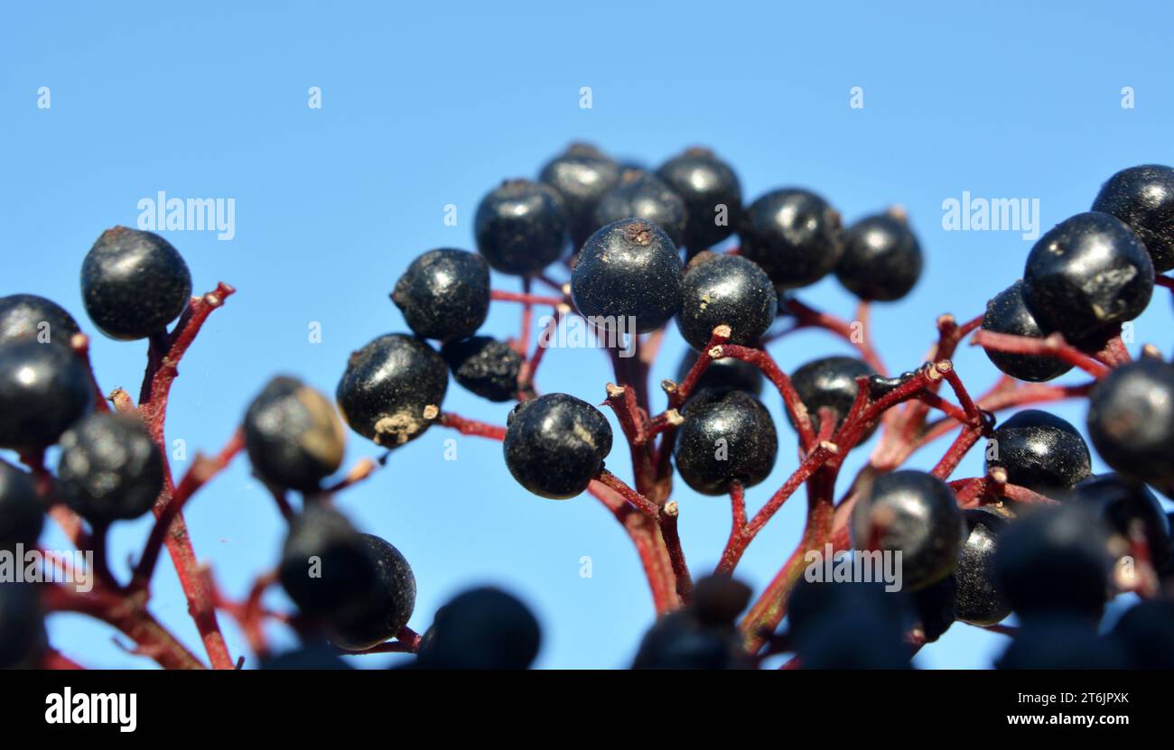 In the wild berries ripe on black grassy elder  (Sambucus ebulus) Stock Photo