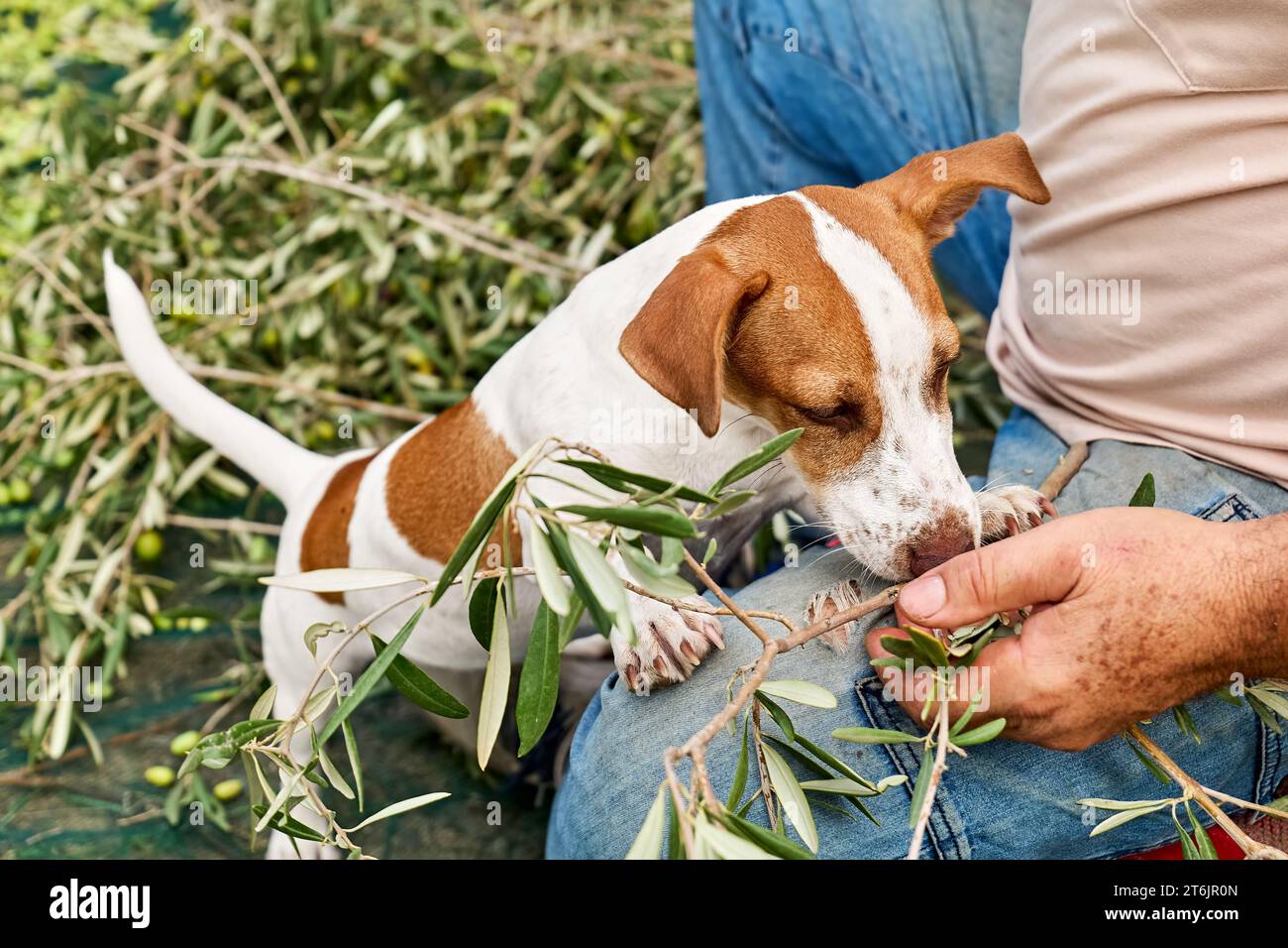 Adorable curious jack russell terrier dog licking hands of his owner during olives harvesting works in countryside in orchard. Stock Photo