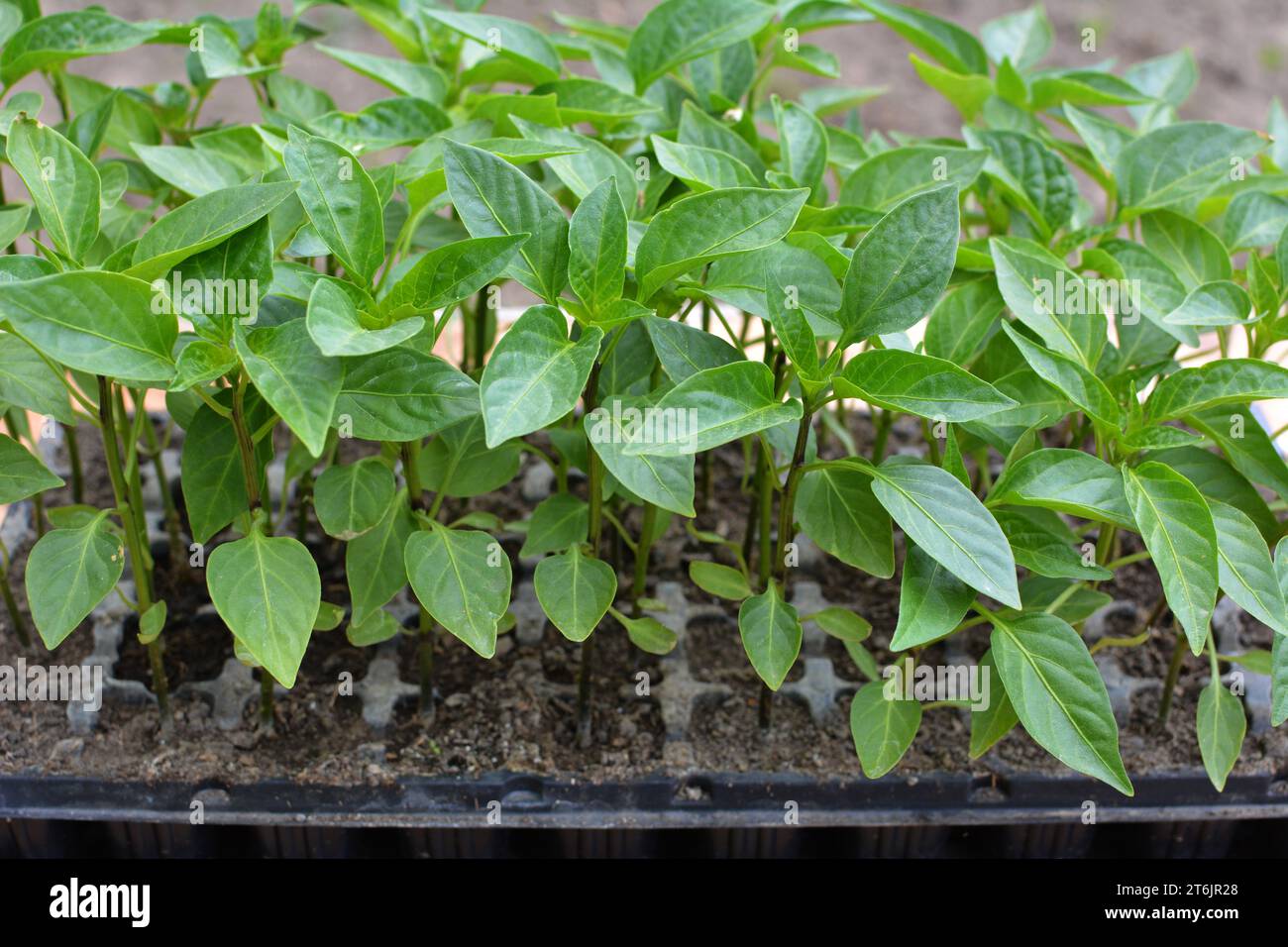Growing seedlings of sweet pepper in cassettes with organic soil Stock