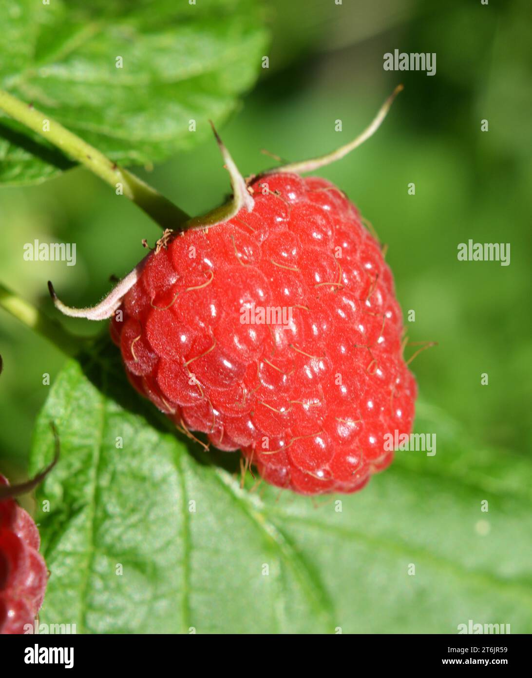 Small Rasperry Fruit Fruits of raspberry and green leaves on a bush branch Stock Photo - Alamy