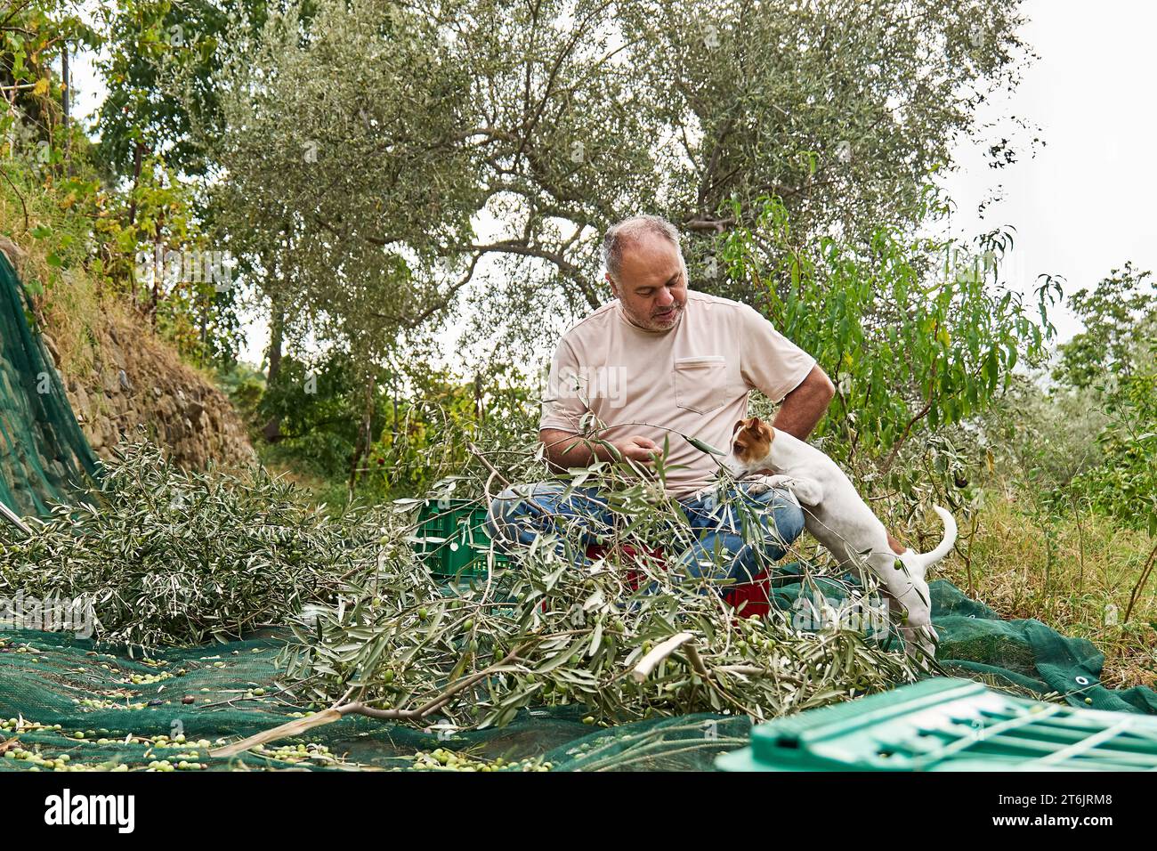 Gardener mature man picking olives and training his adorable curious jack russell terrier dog during olives harvesting works in countryside in orchard Stock Photo