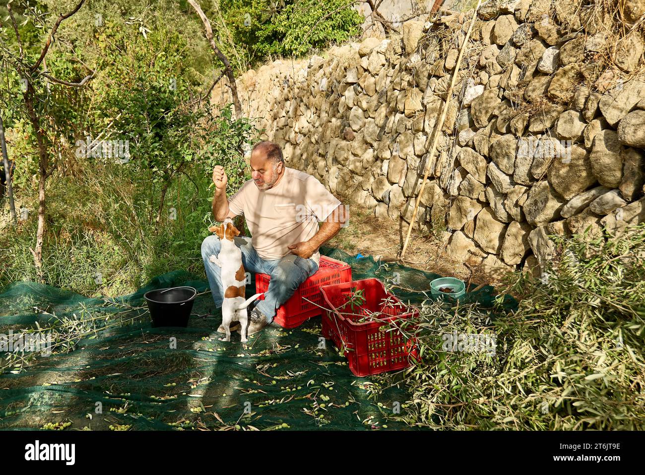 Gardener mature man picking olives and training his adorable curious jack russell terrier dog during olives harvesting works in countryside in orchard Stock Photo