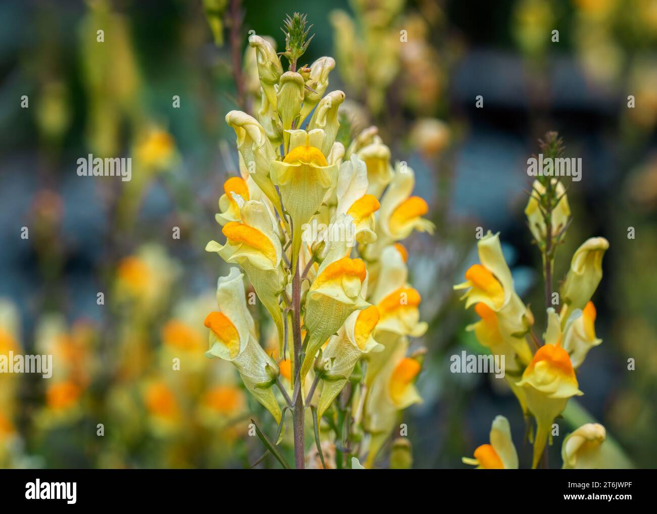Close up of Butter and Eggs (Linaria vulgaris) yellow and orange wildflower blossoms growing in the Chippewa National Forest, northern Minnesota USA Stock Photo