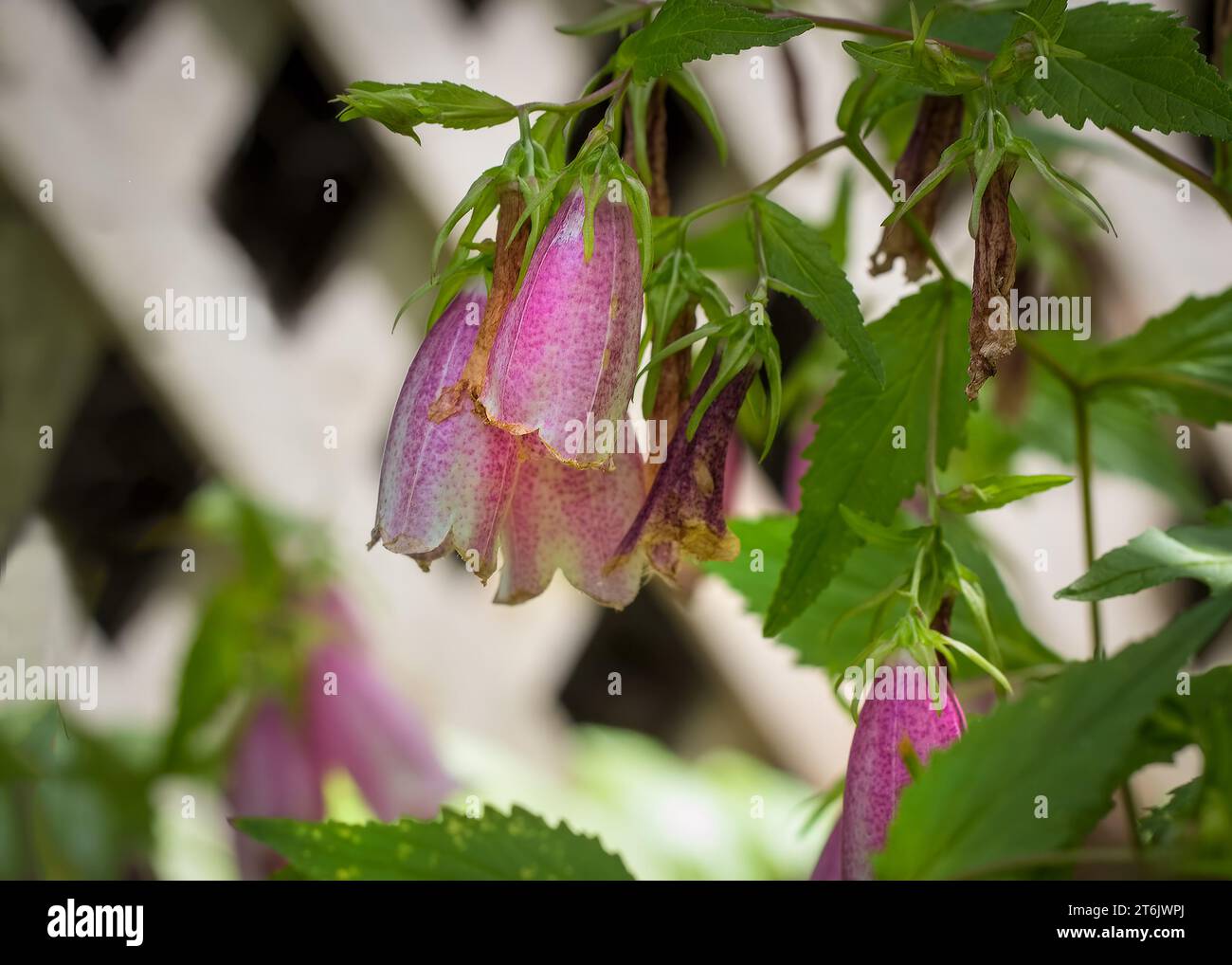 Close up of Cherry Bells Flower (Campanula punctata) pinn blossoms growing in  northern Minnesota USA Stock Photo