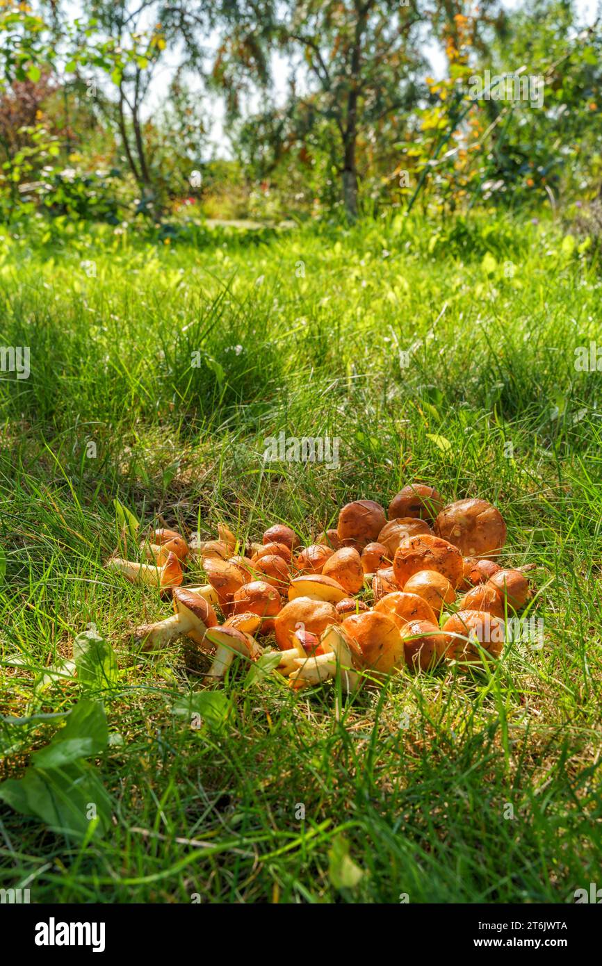 Butter mushrooms grow right next to the country house,vertical Stock