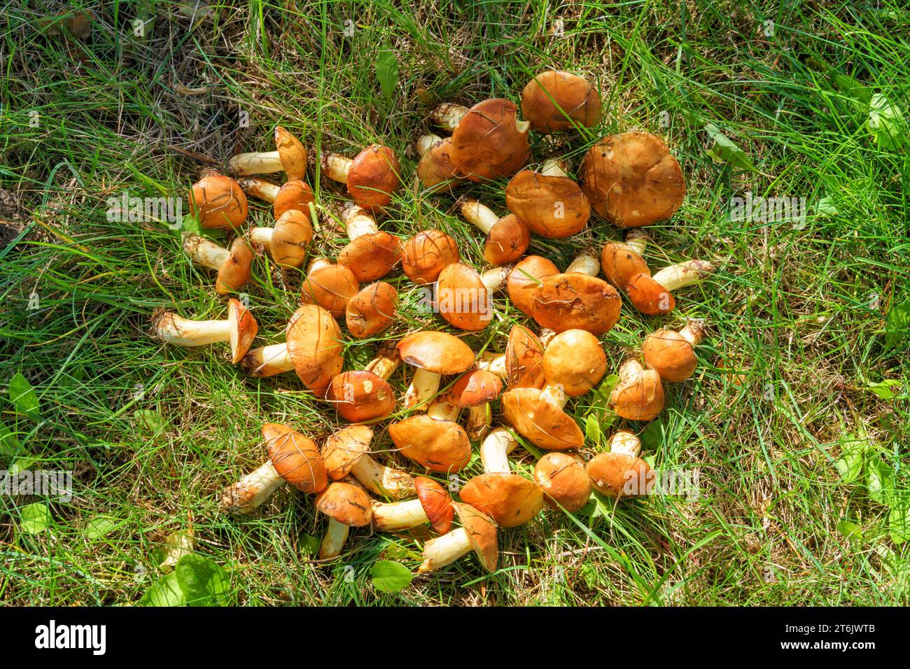 Red flat cap mushroom hires stock photography and images Alamy