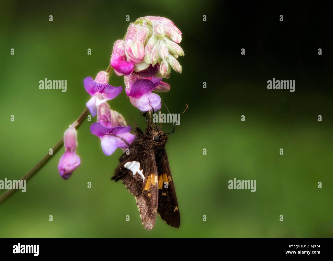 Close up of a moth pollinating an American Vetch (Vicia americana) pink wildflower blossom growing in the Chippewa National Forest, northern Minnesota Stock Photo
