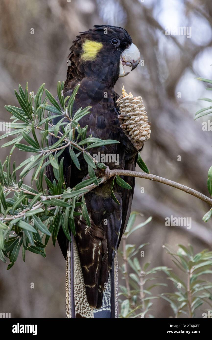 Australian Yellow-tailed Black Cockatoo feeding on Coast Banksia seed pod Stock Photo