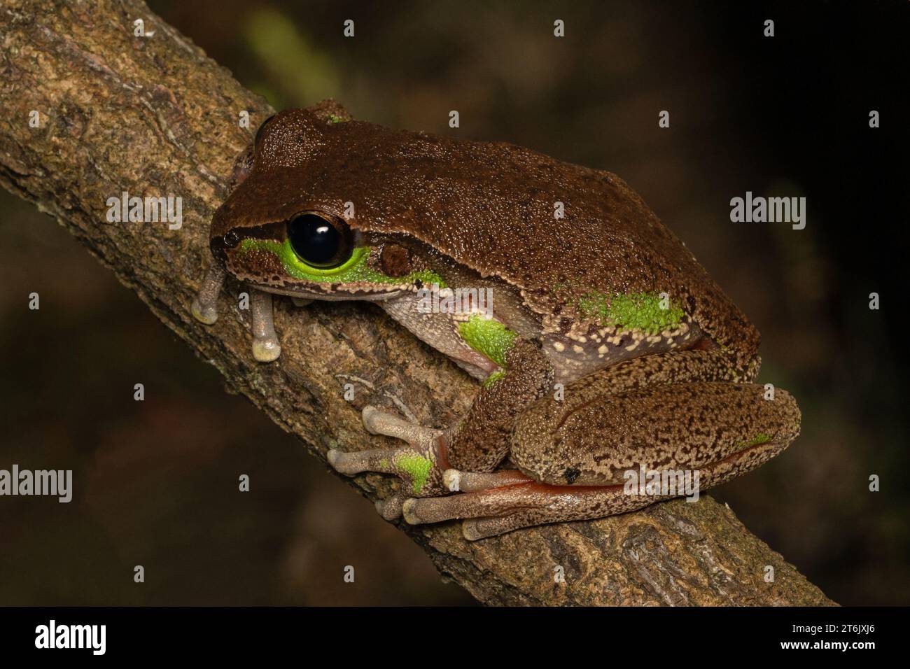 Australian Blue-mountains Tree Frog perched on tree branch Stock Photo