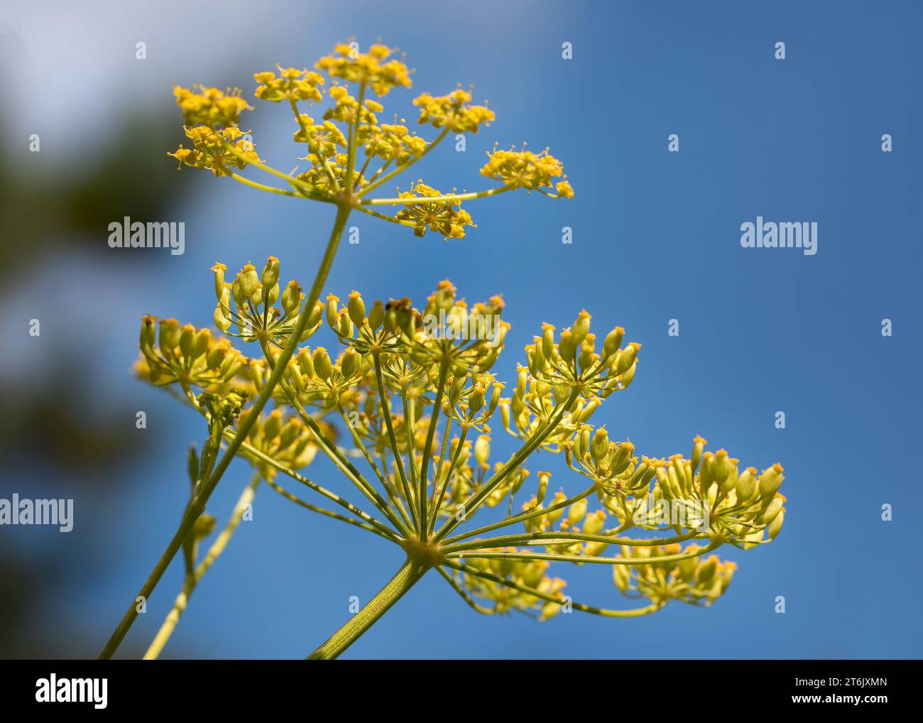 Close up of Wild Parsnips (Pastinaca sativa) wildflower yellow blossoms growing in the Chippewa National Forest, northern Minnesota USA Stock Photo