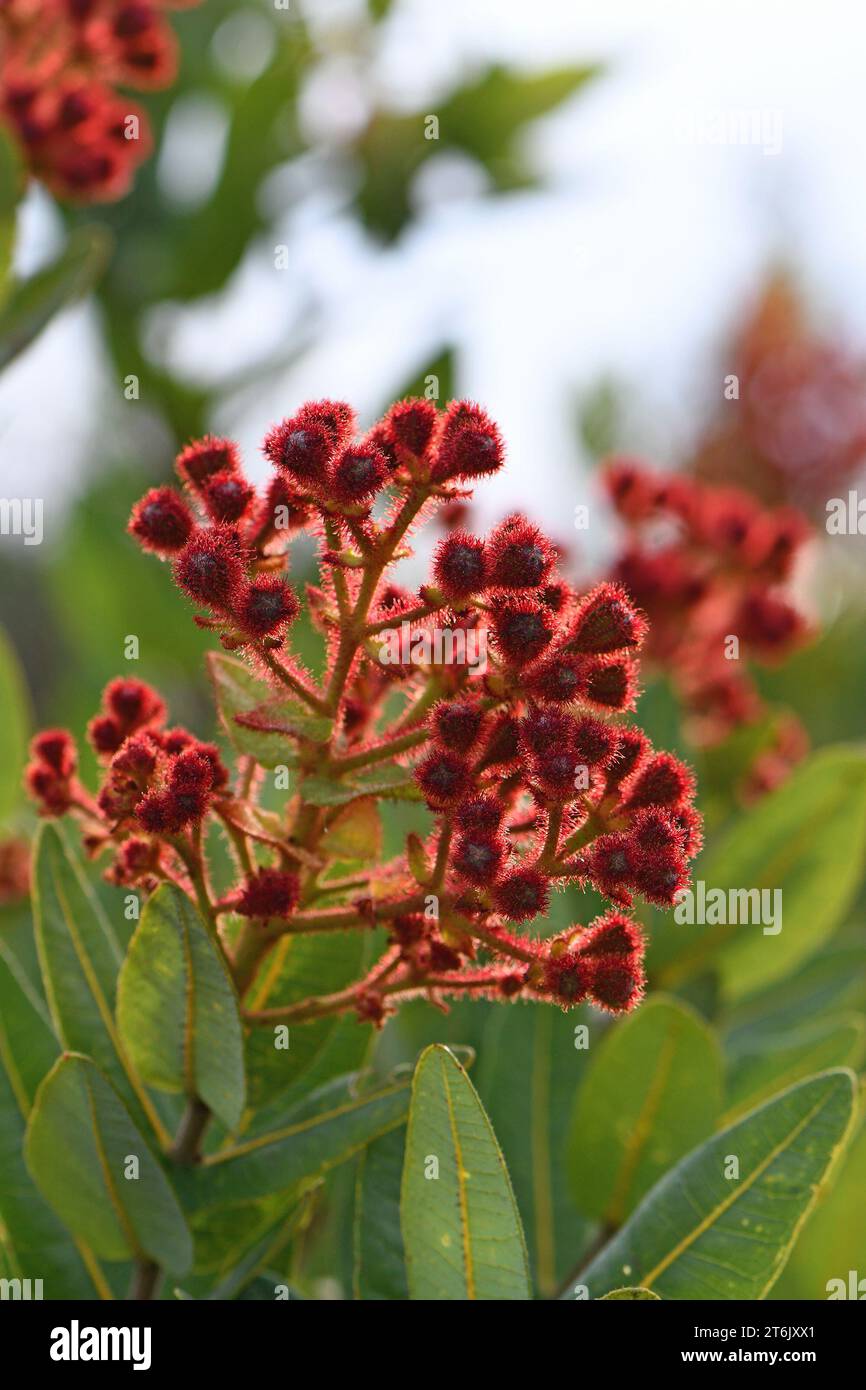 Hairy red flower buds and branches of the Australian native Dwarf Apple
