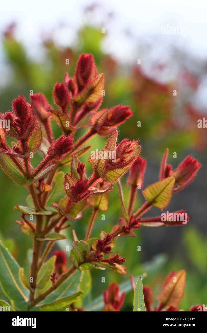 Red shoots and branches of the Australian native Dwarf Apple tree