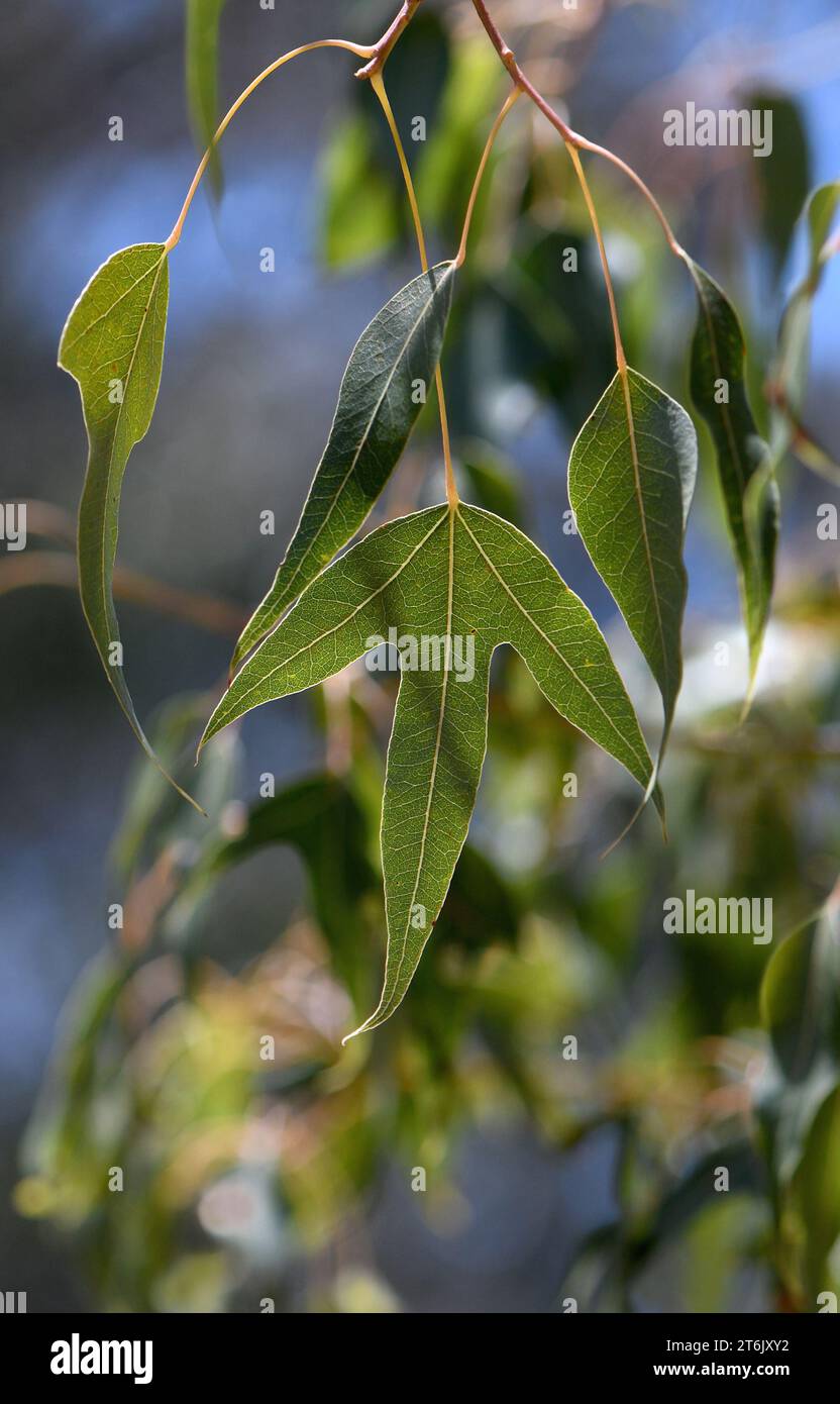 Close up of leaf of the Australian native Kurrajong Brachychiton populaneus subsp. trilobus, family Malvaceae. Endemic to eastern Australia Stock Photo