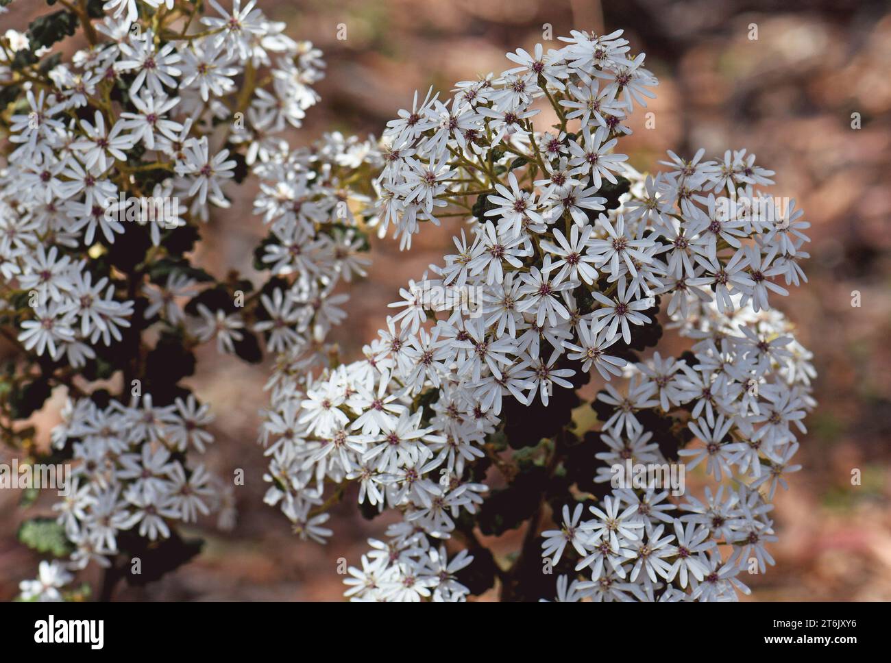 White flowers of the Australian native Wrinkled Daisy Bush Olearia rugosa, family Asteraceae. Subspecies allenderae considered endangered Stock Photo