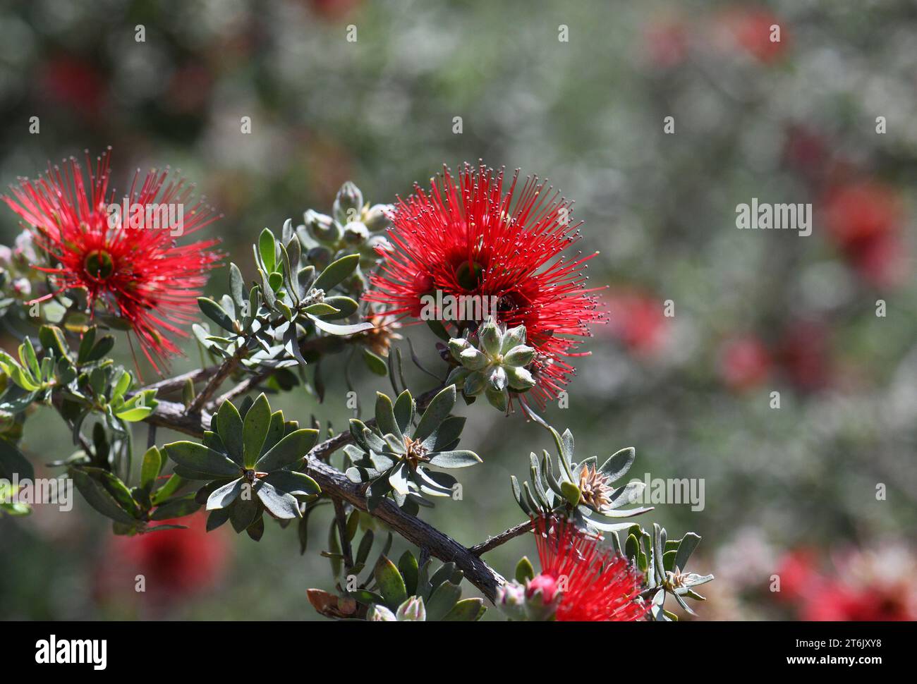 Close up of red flowers of the Australian native shrub Kunzea pulchella, family Myrtaceae. Hardy species endemic to sandy or clay soils, granite Stock Photo