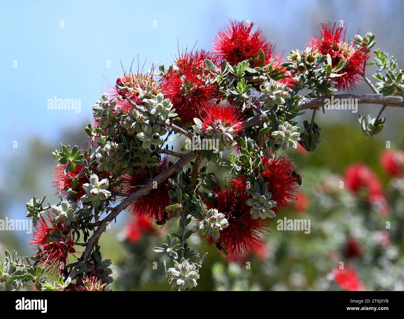 Red flowers of the Australian native shrub Granite Kunzea, Kunzea pulchella, family Myrtaceae. Stock Photo